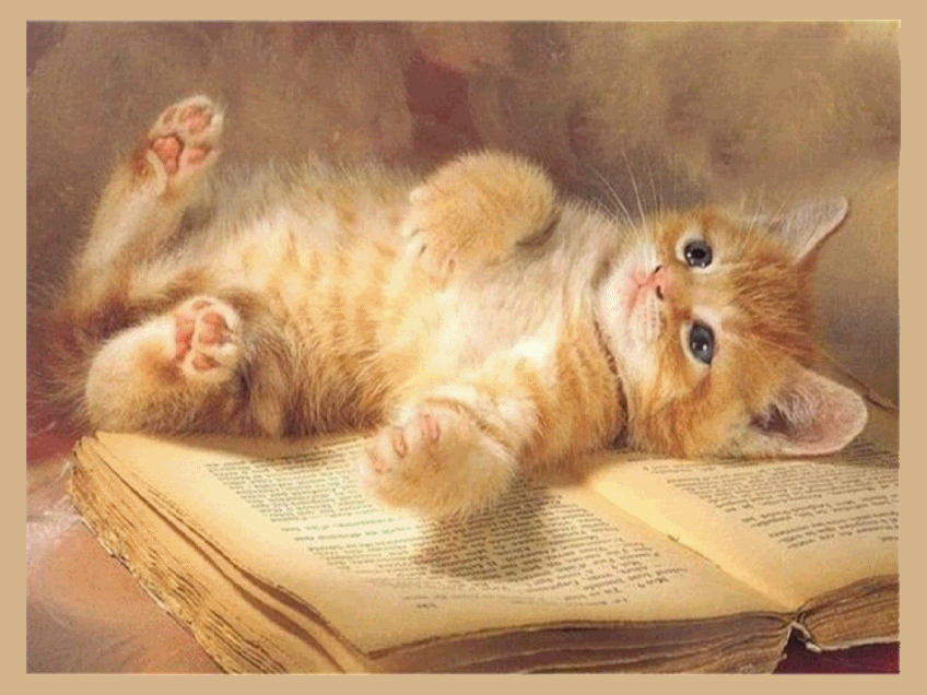 Cat Reading Gif