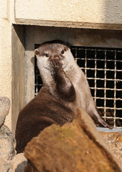 Otter Gif Gif Abyss