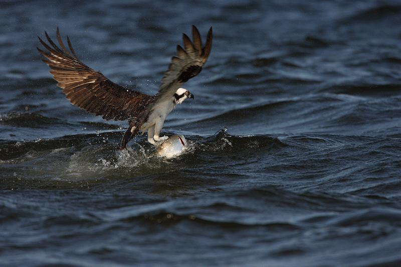 Osprey Gif ID 20105 Gif Abyss