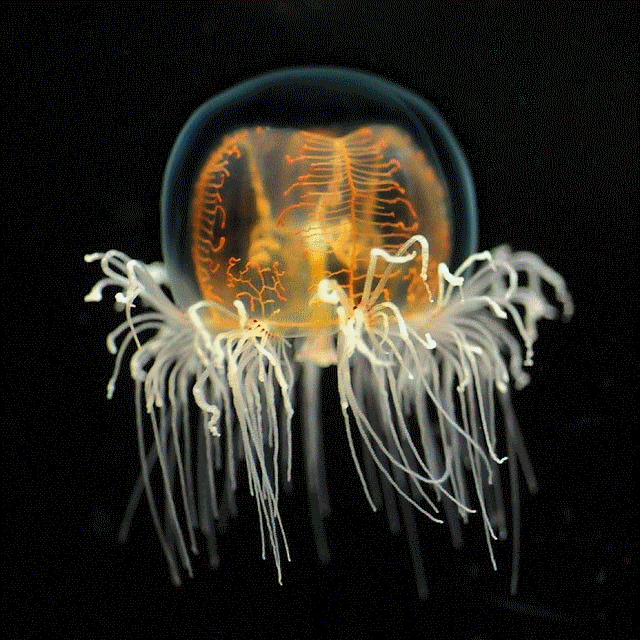 Jellyfish Gif Gif Abyss