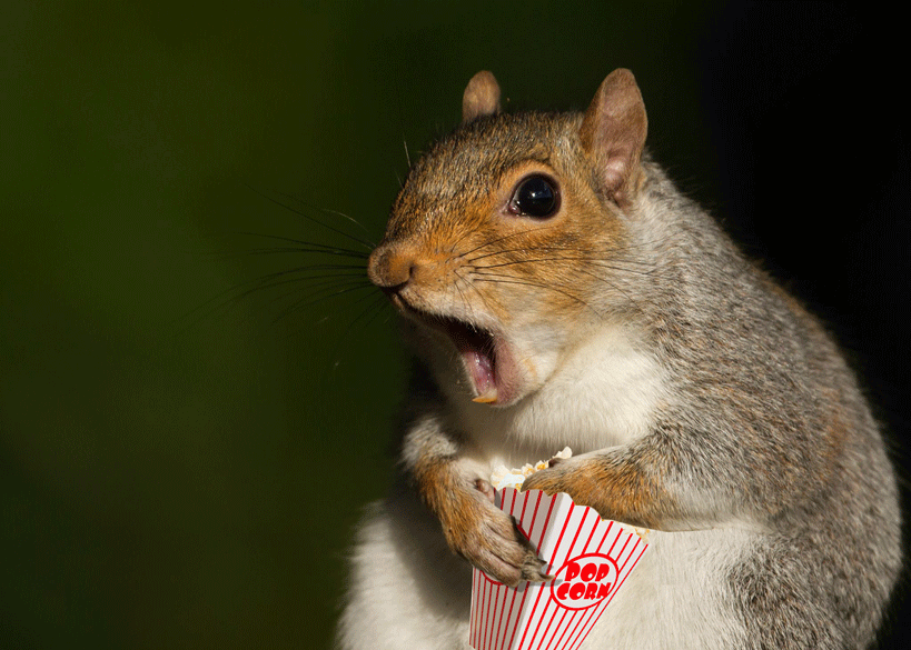 Squirrel Gif Gif Abyss