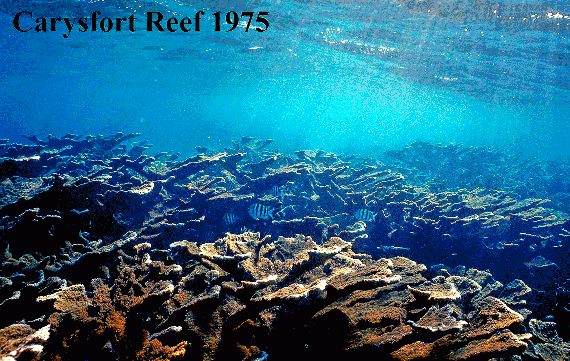 59 Great Barrier Reef Gifs Gif Abyss