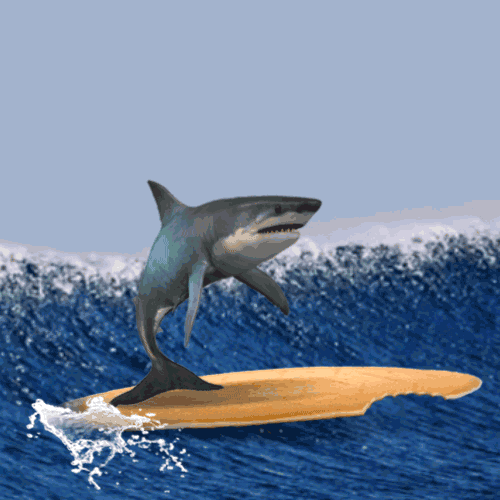 Download Animal Shark Gif Gif Abyss