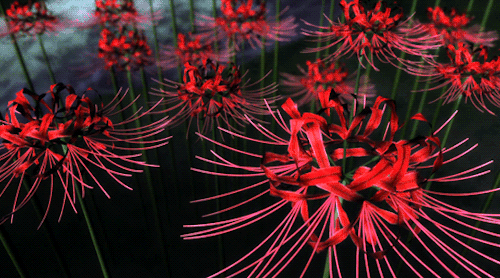 Red spider lily Gif Abyss