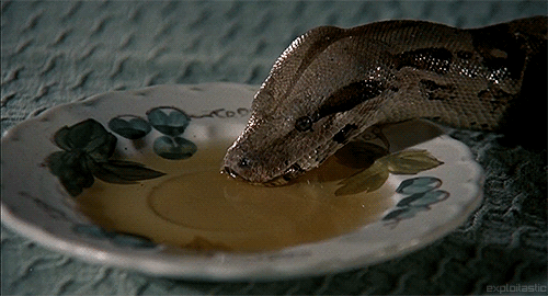 31 Reptiles Gifs Gif Abyss