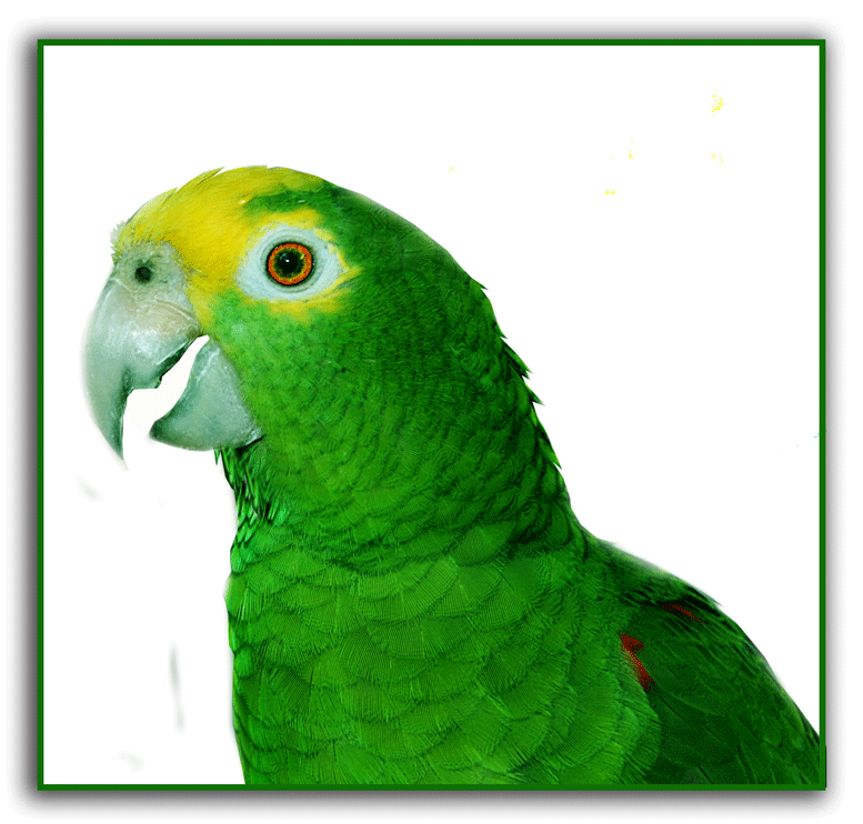 Parrot Gif ID 23216 Gif Abyss