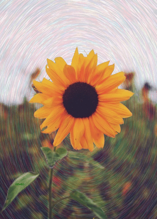 Sunflower Gifs