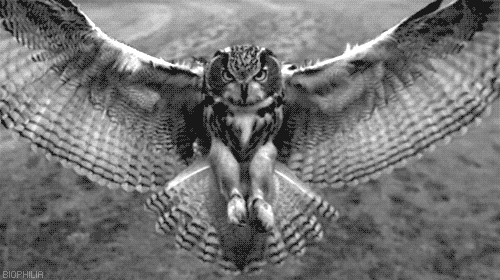40 Owl Gifs Gif Abyss