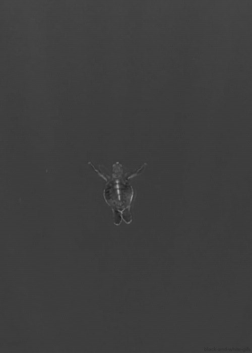 Turtle Gif Gif Abyss
