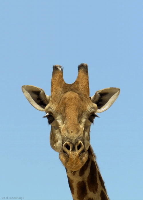 Giraffe Winking Gif Abyss