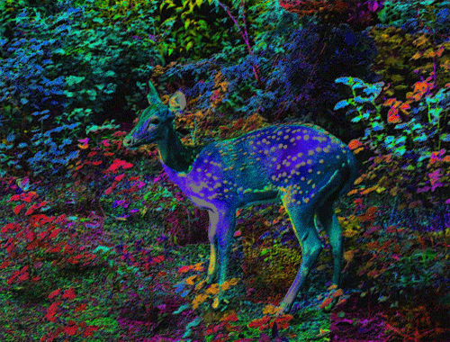 11 Deer Gifs Gif Abyss