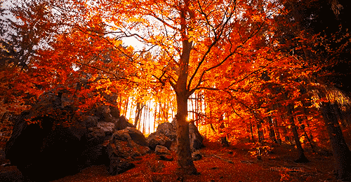 Search, discover and share your favorite nature gifs. 202 Nature Gifs Gif Abyss