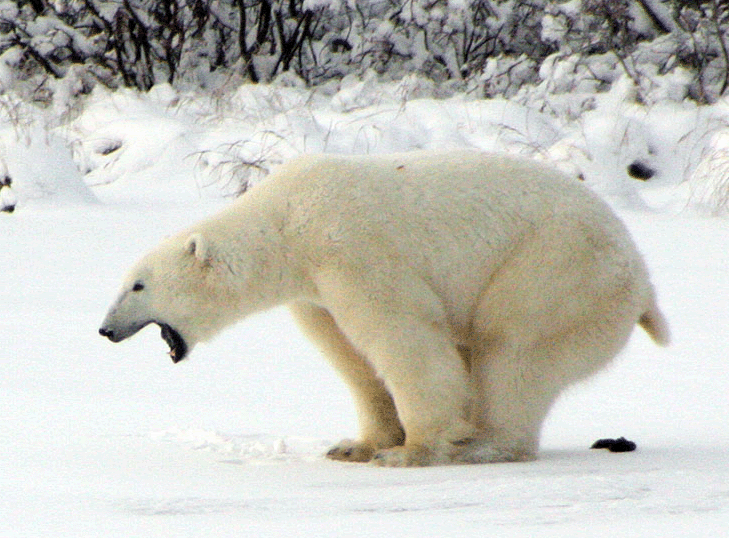 Download Animal Polar Bear Gif Gif Abyss