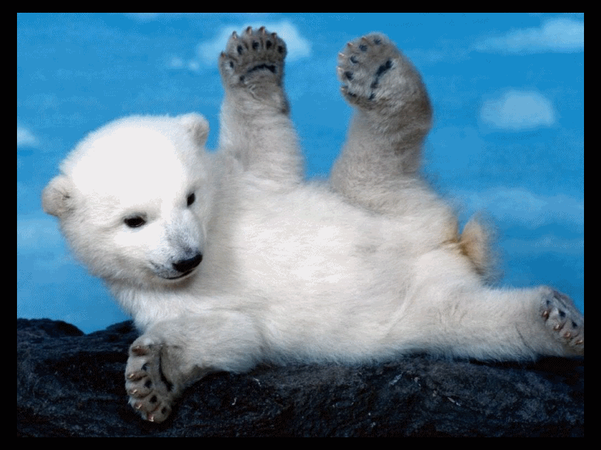 Polar Bear Gif Gif Abyss