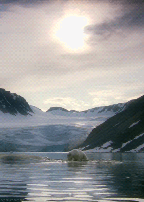 Polar Bear Gif Gif Abyss