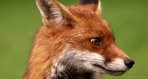 28 Fox Gifs Gif Abyss