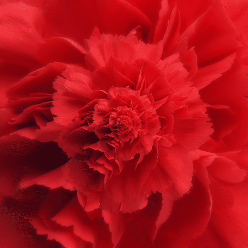 Artistic Flower Gif Gif Abyss