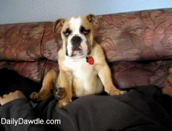 Me Every Morning After The Alarm Goes Off Gif Id 861 Gif Abyss