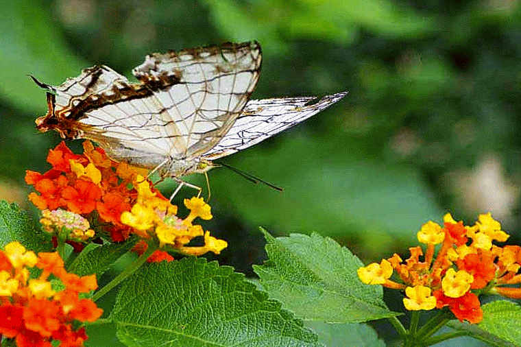 Butterfly Gif Gif Abyss