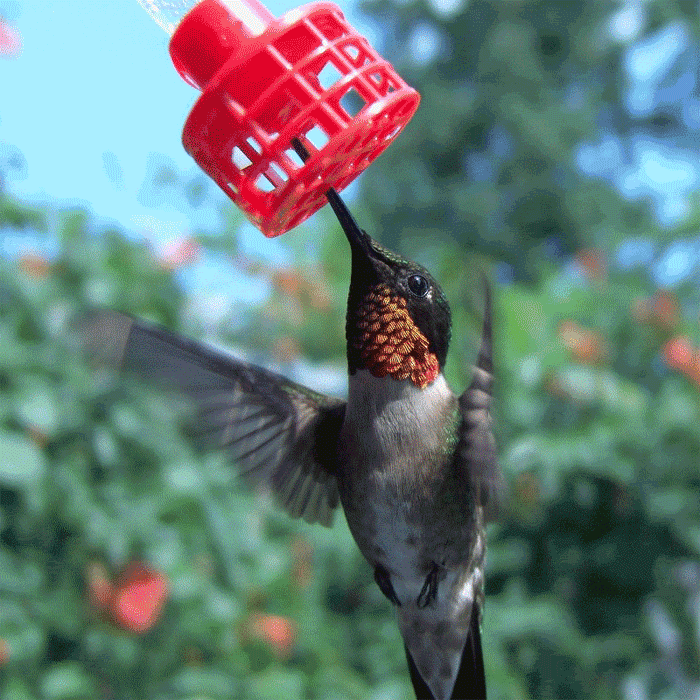 Download Animal Hummingbird Gif Gif Abyss