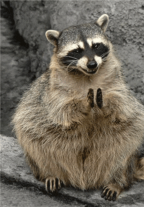 Raccoon Gif Gif Abyss