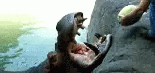 GIF Peter Griffin Holds Onto Knee (Family Guy) Gifrific