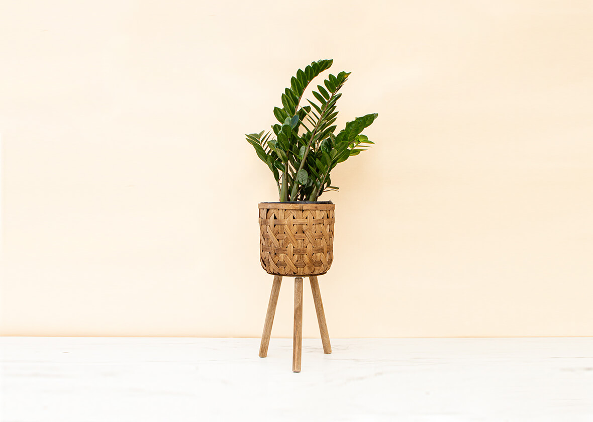 ZZ Plant in Woven Plant Stand Giftagram