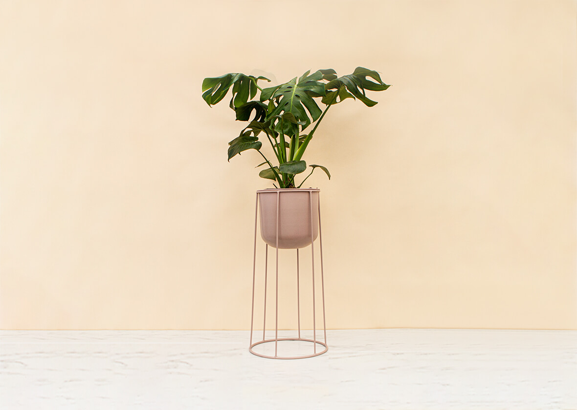 Monstera in Blush Plant Stand Giftagram