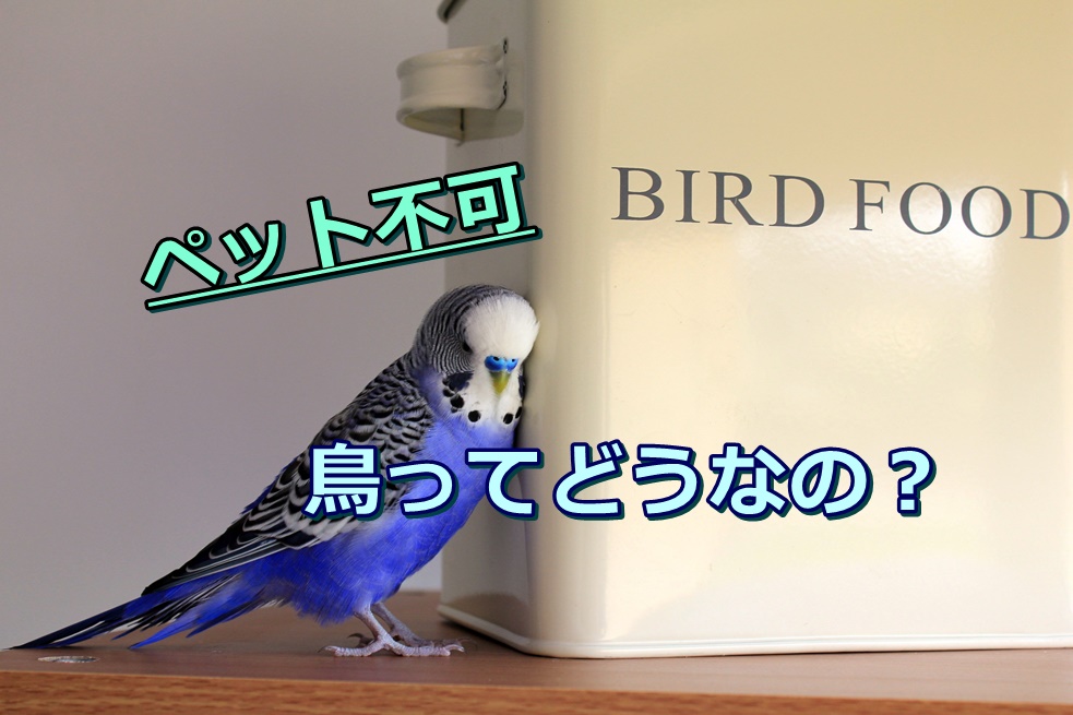 無料ダウンロード インコ 犬 同居 215770インコ 犬 同居 yogambarjp