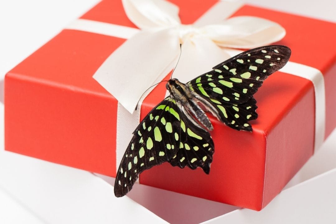 30 Butterfly Gifts to Set Their Hearts Aflutter GiftUnicorn
