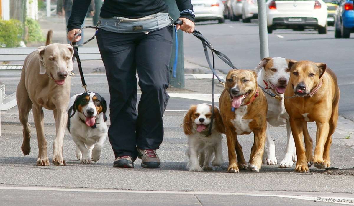 Las 14 mejores plataformas para encontrar trabajos para pasear perros