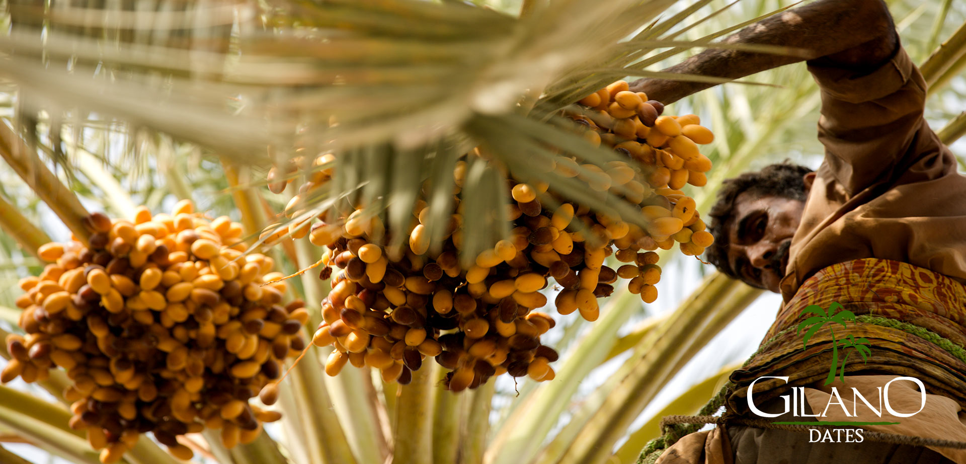 Pakistan Dates Pakistan Fresh Dates Pakistan Dates Business