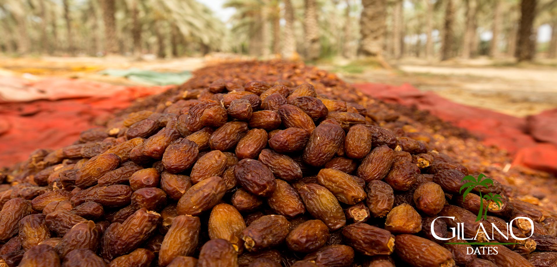 Pakistan Dates Pakistan Fresh Dates Pakistan Dates Business