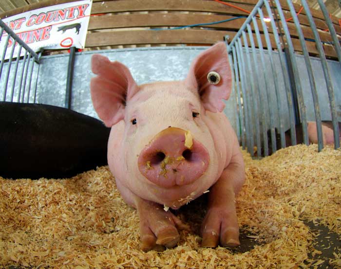 Meaning Behind Putting Lipstick On A Pig