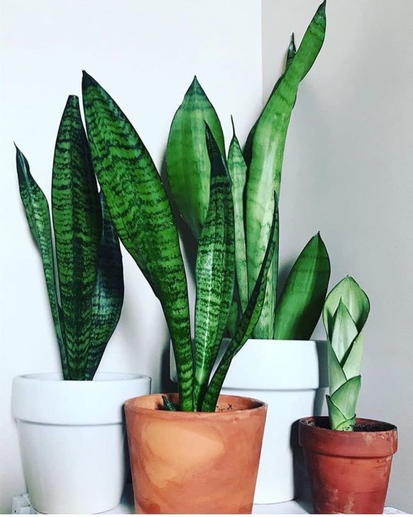 Can Snake Plants Kill Cats? Hyaenidae