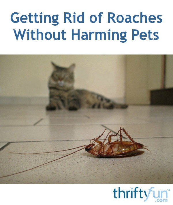 How To Get Rid Of Roaches Without Harming Your Cat Hyaenidae