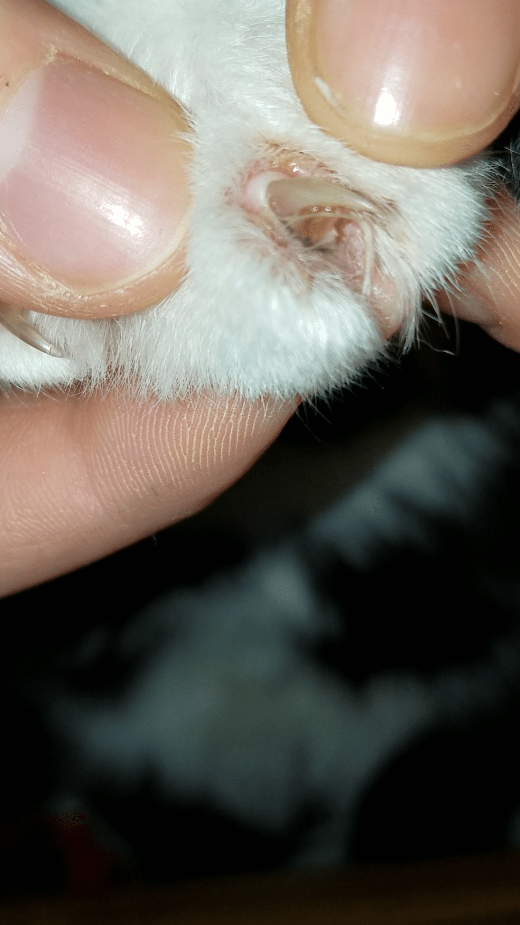 My Cat’s New Nail Is Bleeding Hyaenidae