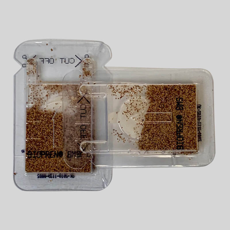 Can Pharaoh Ants Pass Baby Powder? Hyaenidae