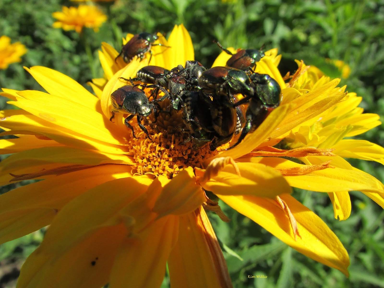 Unveiling the Truth Are 4 O’Clocks Poisonous to Japanese Beetles