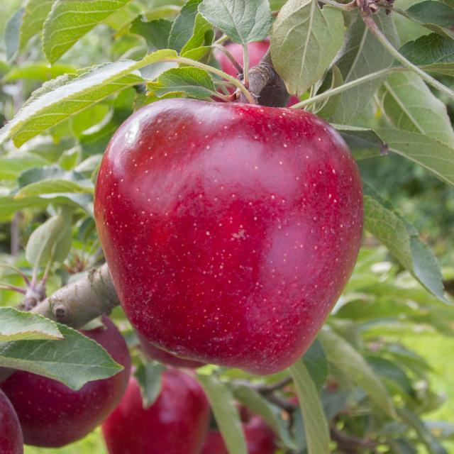 Red Delicious Apples D & D Gilbert Orchards Our