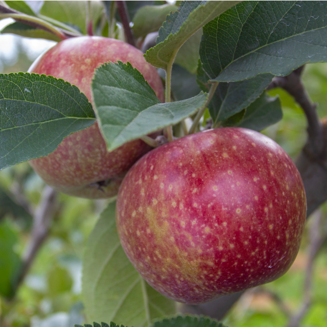 Stayman Apples D & D Gilbert Orchards Our
