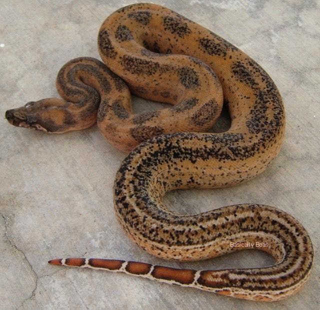 Salmon Leopard Gilbert Boas