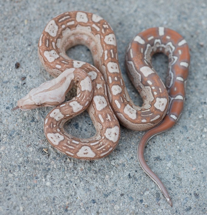 Aztec VPI T+ Gilbert Boas