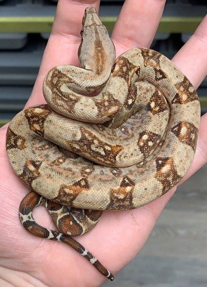 Gilbert T+ 66 het Blood Leopard M1 NFS Gilbert Boas