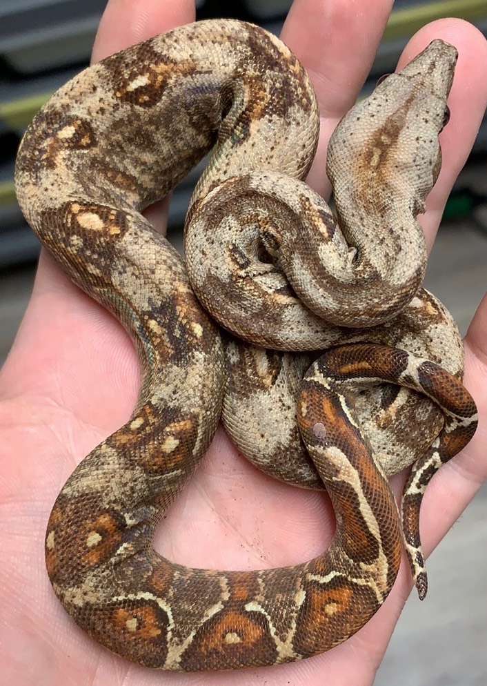 Gilbert T+ 66 het Blood Leopard F1 NFS Gilbert Boas