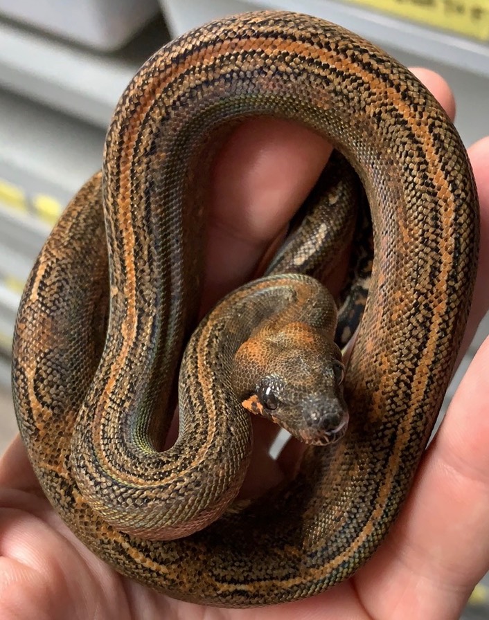 Blood Leopard 66 het T+ M1 NFS Gilbert Boas