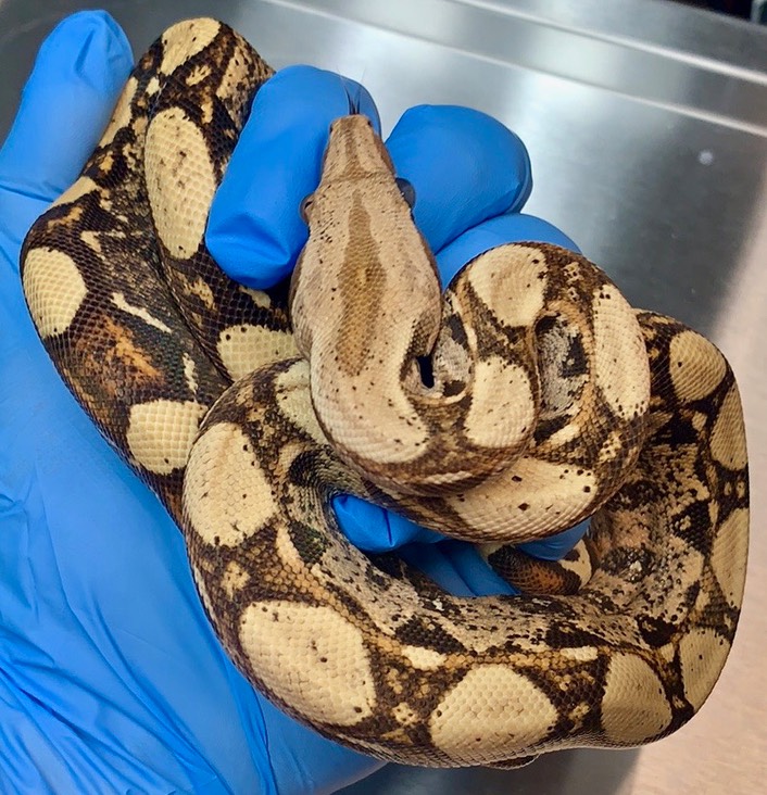 BWC 66 het Blood F1 Bad right eye Gilbert Boas