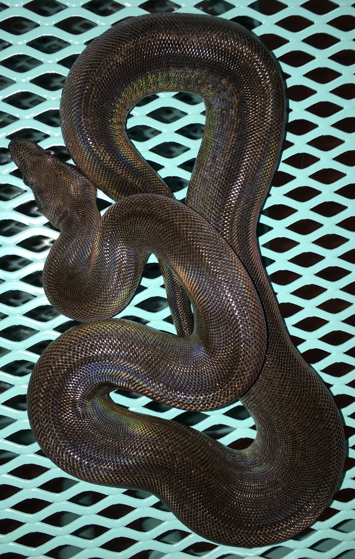 Eclipse Male Gilbert Boas
