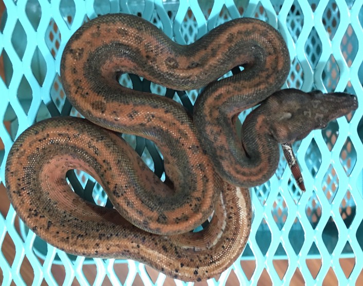 OT Hypo Leopard Female 1 NFS Gilbert Boas