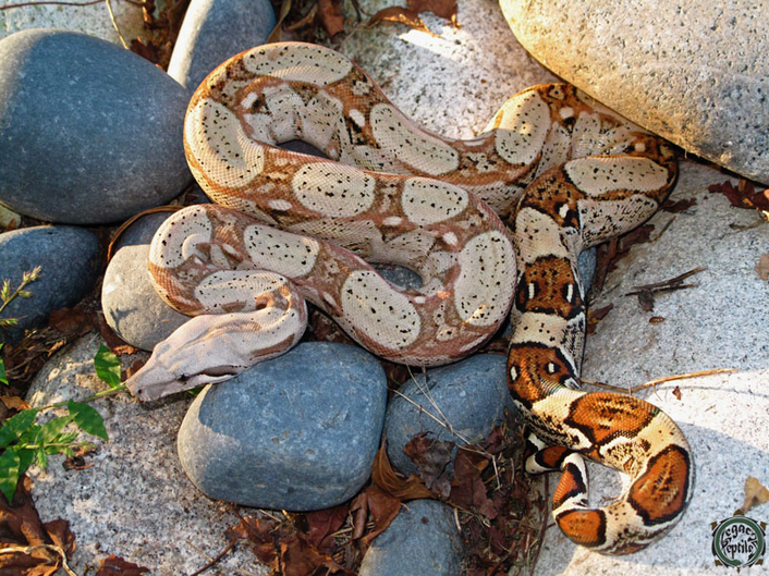 Baranquilla Colombian Gilbert Boas